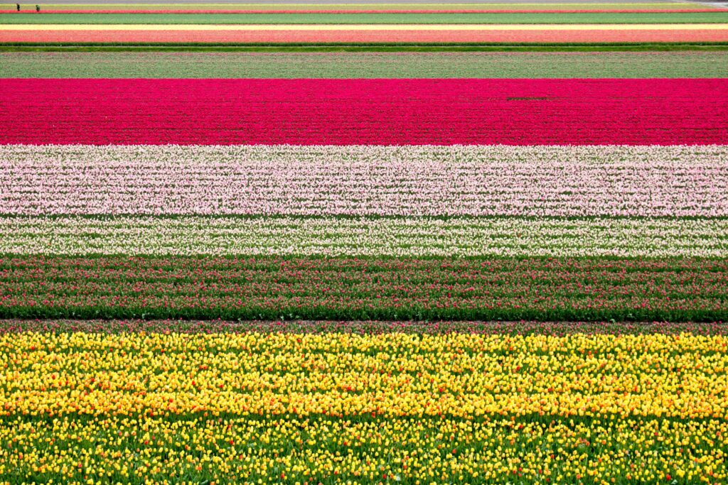 From Tulip Fields and Windmills to Canals: Exploring the Netherlands